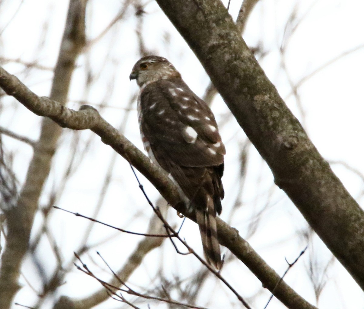 Sharp-shinned Hawk - ML517177621