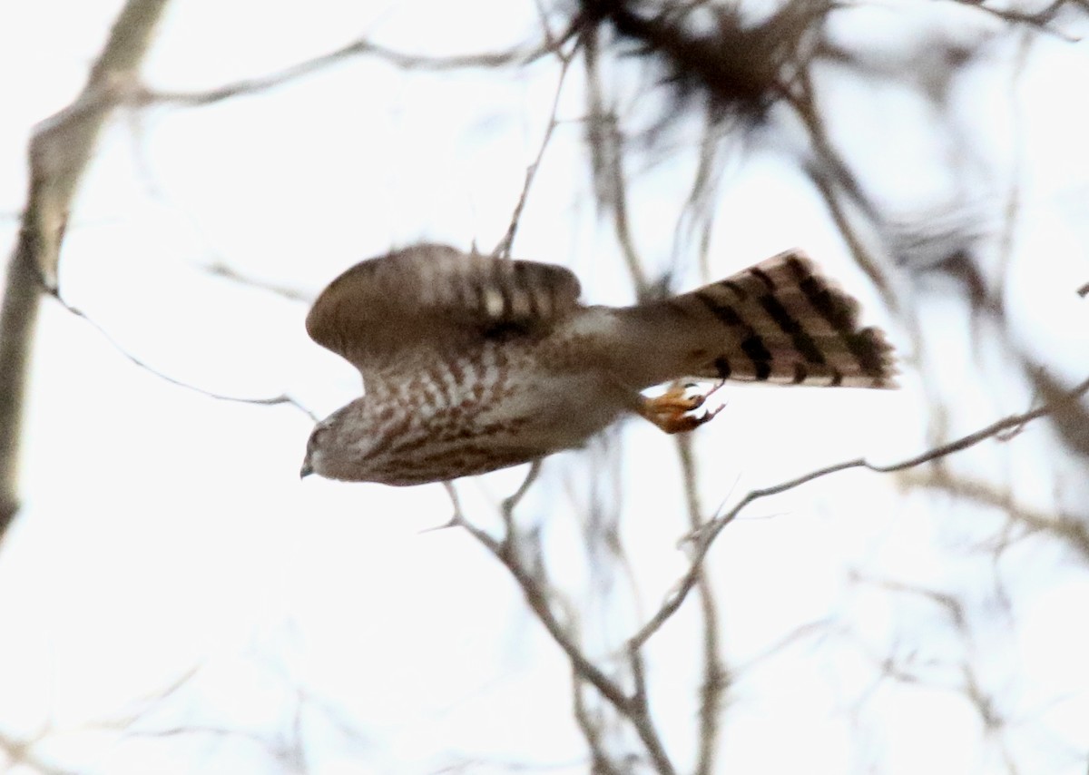 Sharp-shinned Hawk - ML517177651