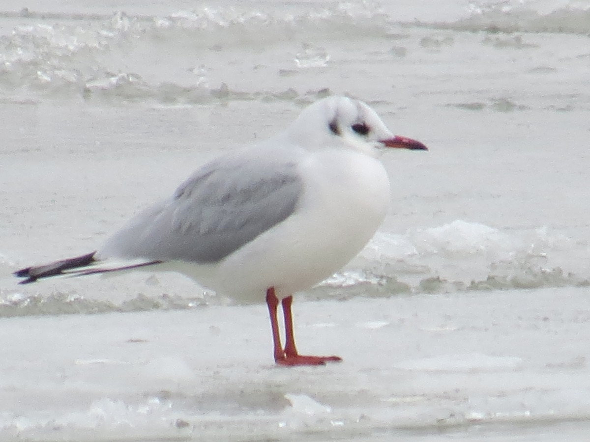 Black-headed Gull - ML517177701