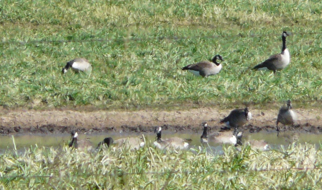 Canada Goose - ML517178211