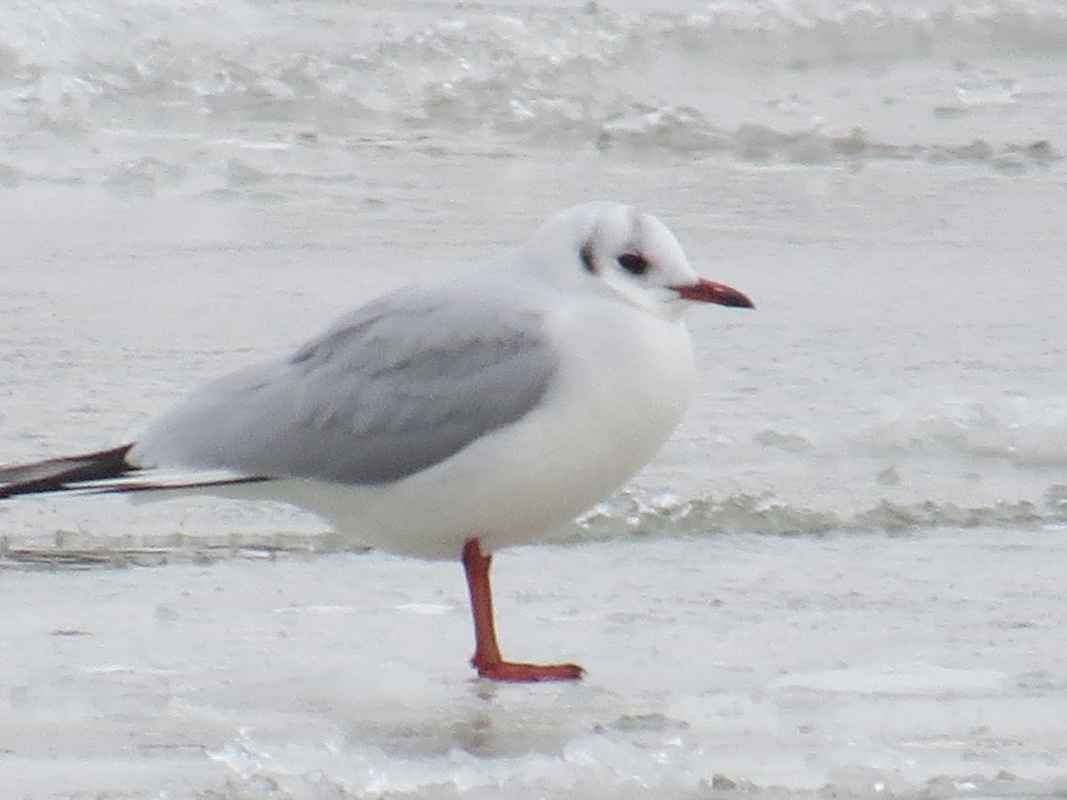 Black-headed Gull - ML517178511