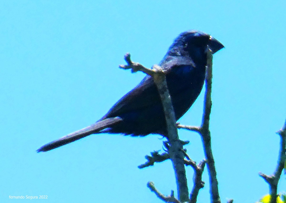 Ultramarine Grosbeak - ML517178681