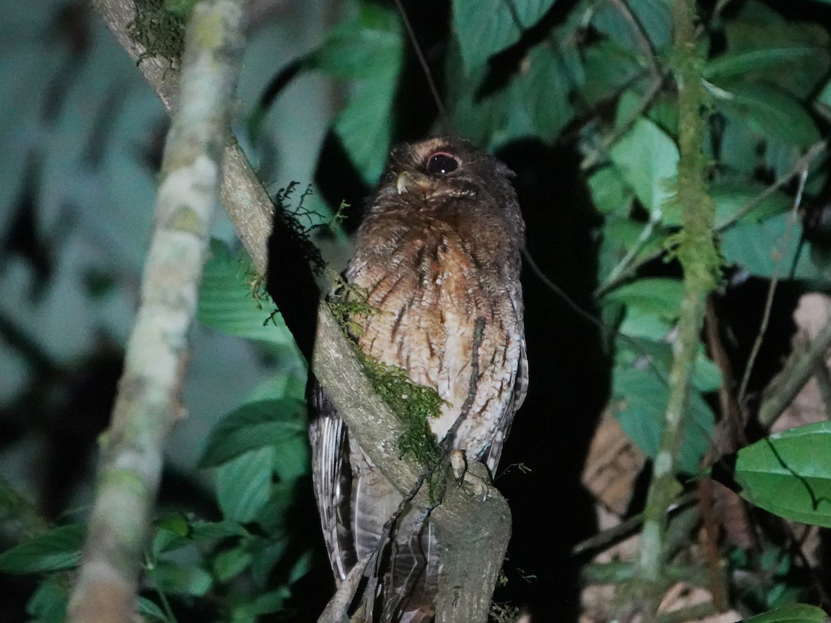 Rufescent Screech-Owl (Rufescent) - Barry Reed