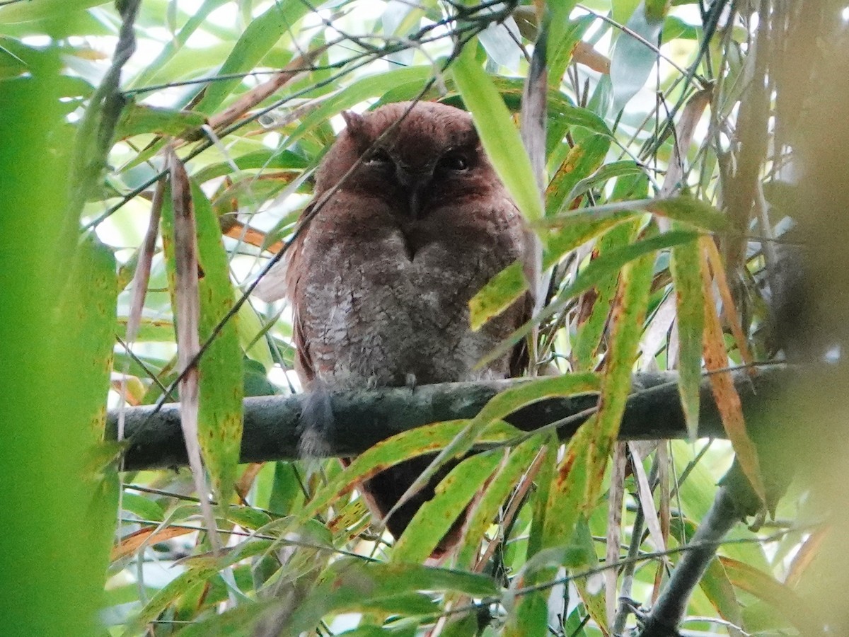 Foothill Screech-Owl (Foothill) - Barry Reed