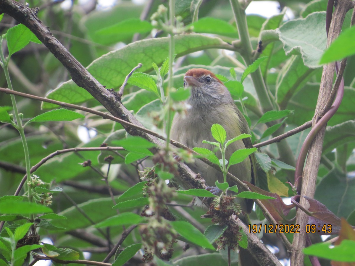 Gray-eyed Greenlet - ML517179341