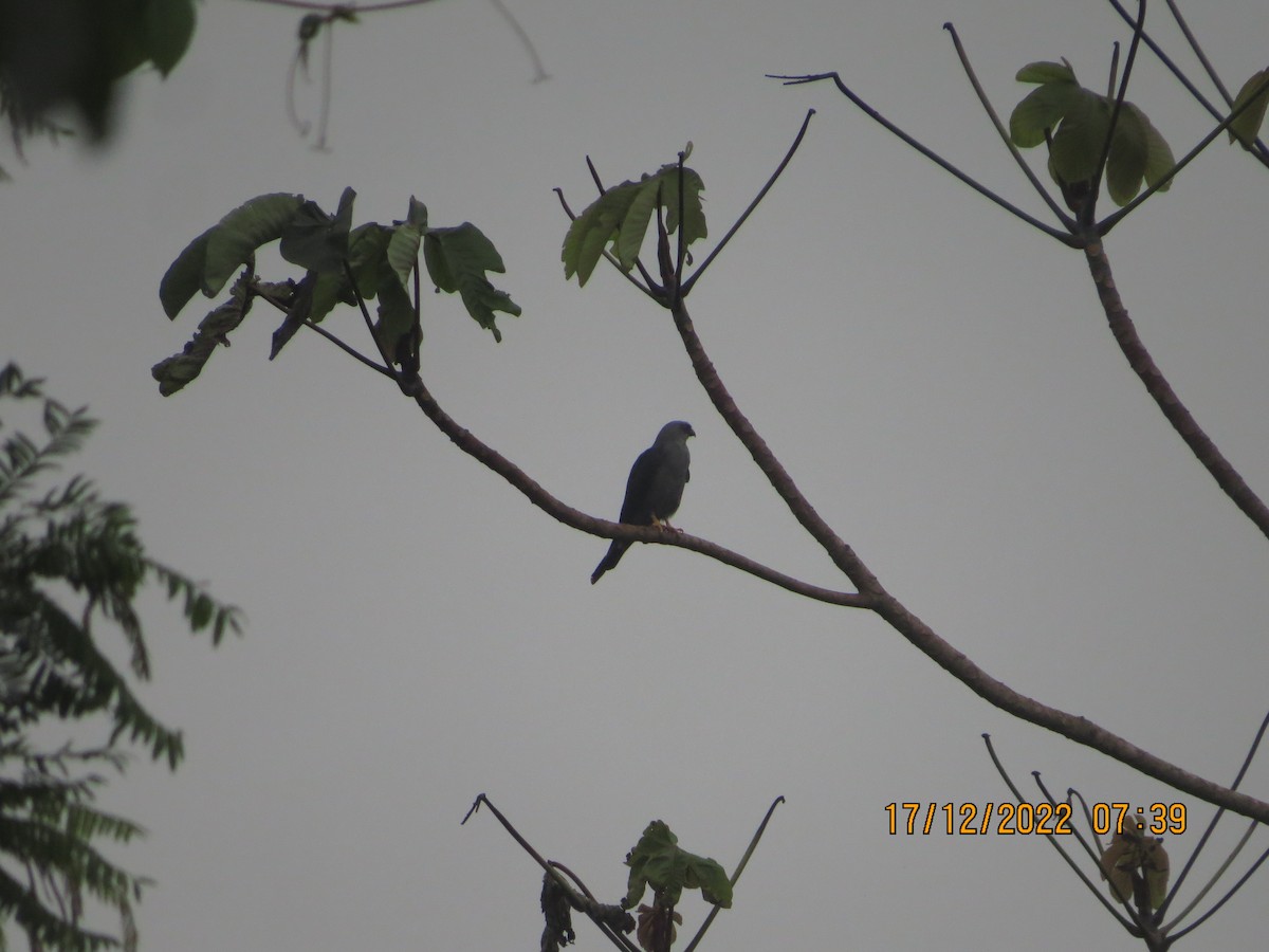 Plumbeous Kite - ML517180771