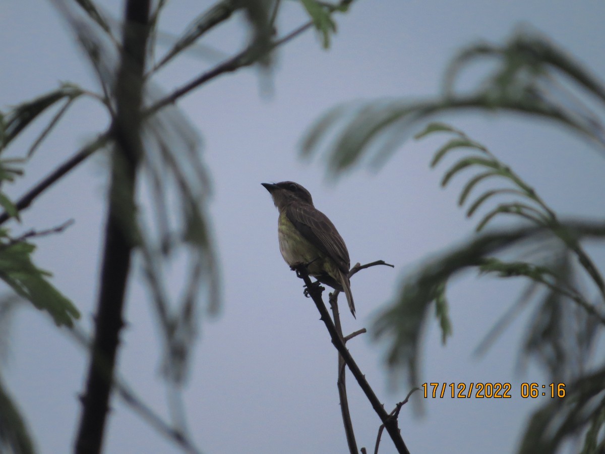 Piratic Flycatcher - ML517180851