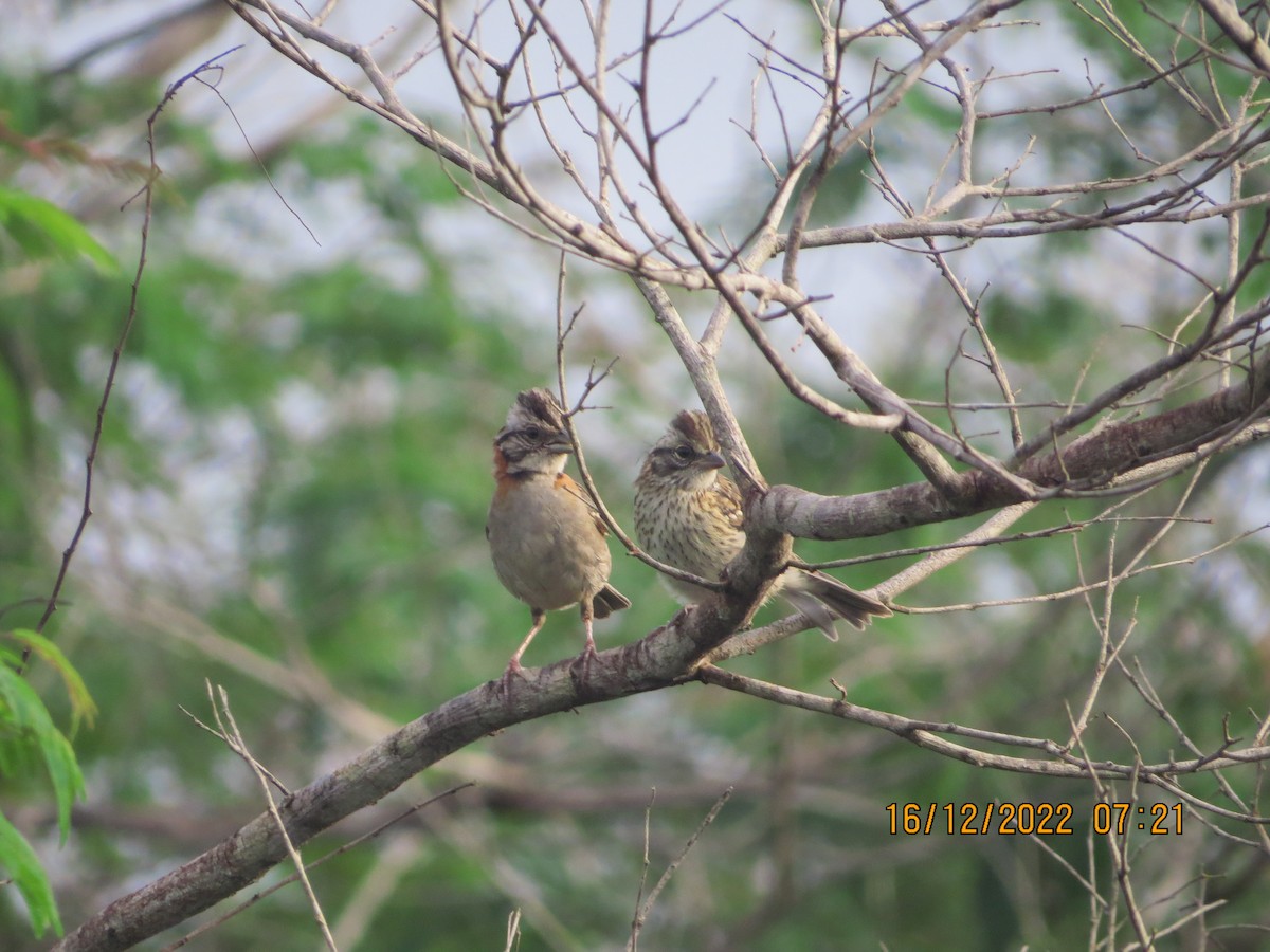 Rufous-collared Sparrow - ML517181561