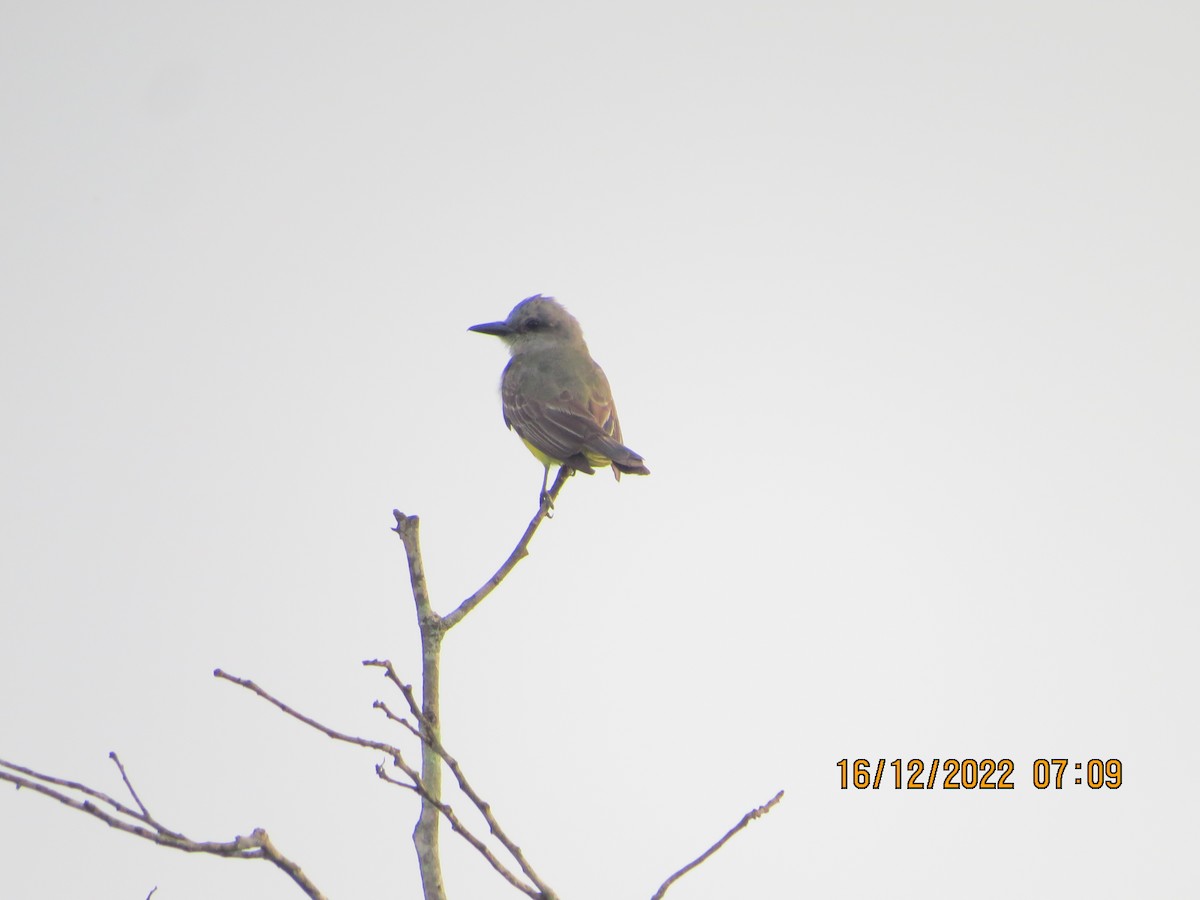 Tropical Kingbird - ML517181621