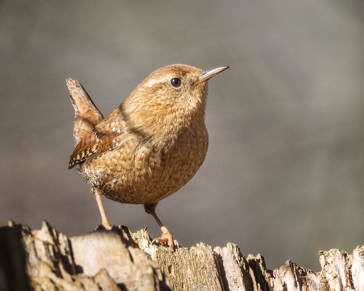 Winter Wren - ML517182451