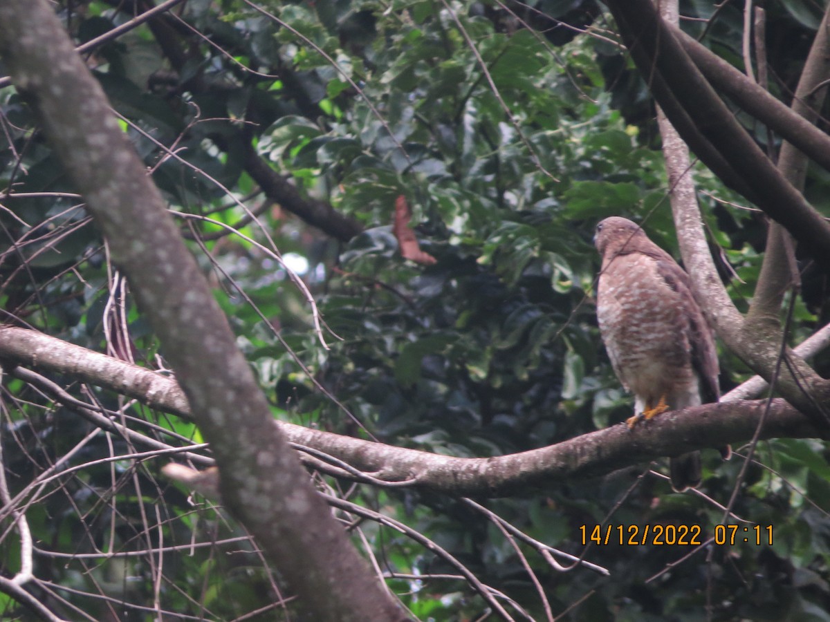 Broad-winged Hawk - ML517182551