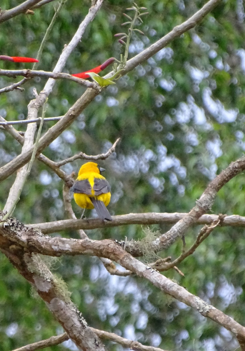 Yellow-backed Oriole - ML51718261