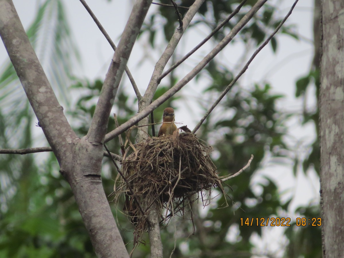 Chestnut-crowned Becard - ML517182771