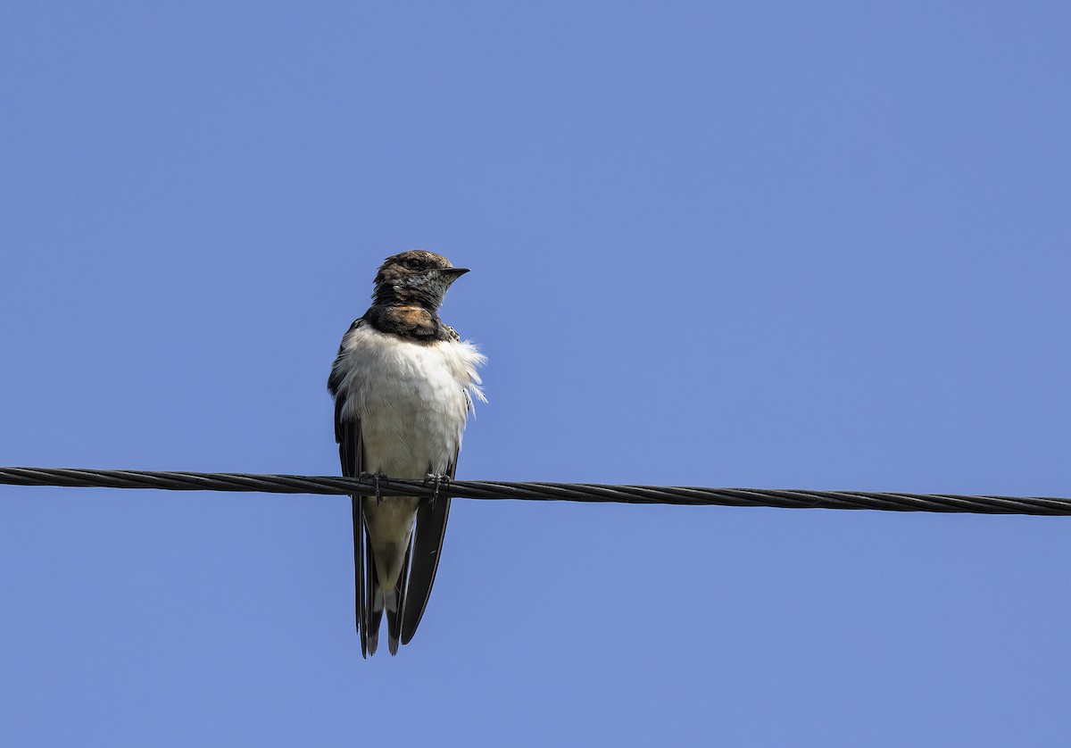 Barn Swallow - ML517182811