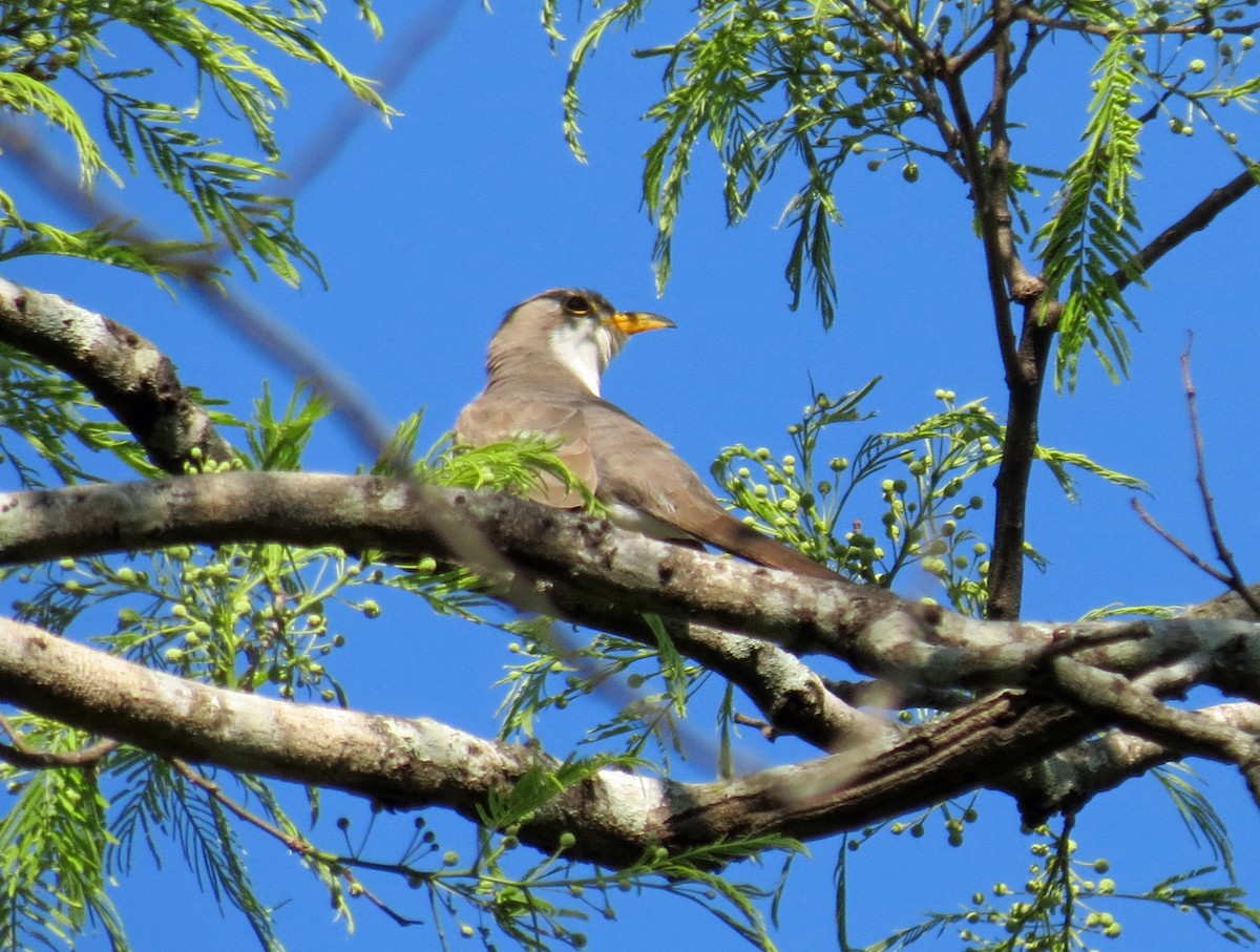 Yellow-billed Cuckoo - Roger Robb