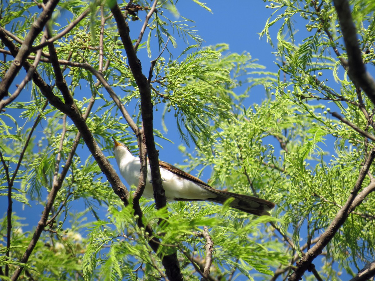 Yellow-billed Cuckoo - Roger Robb