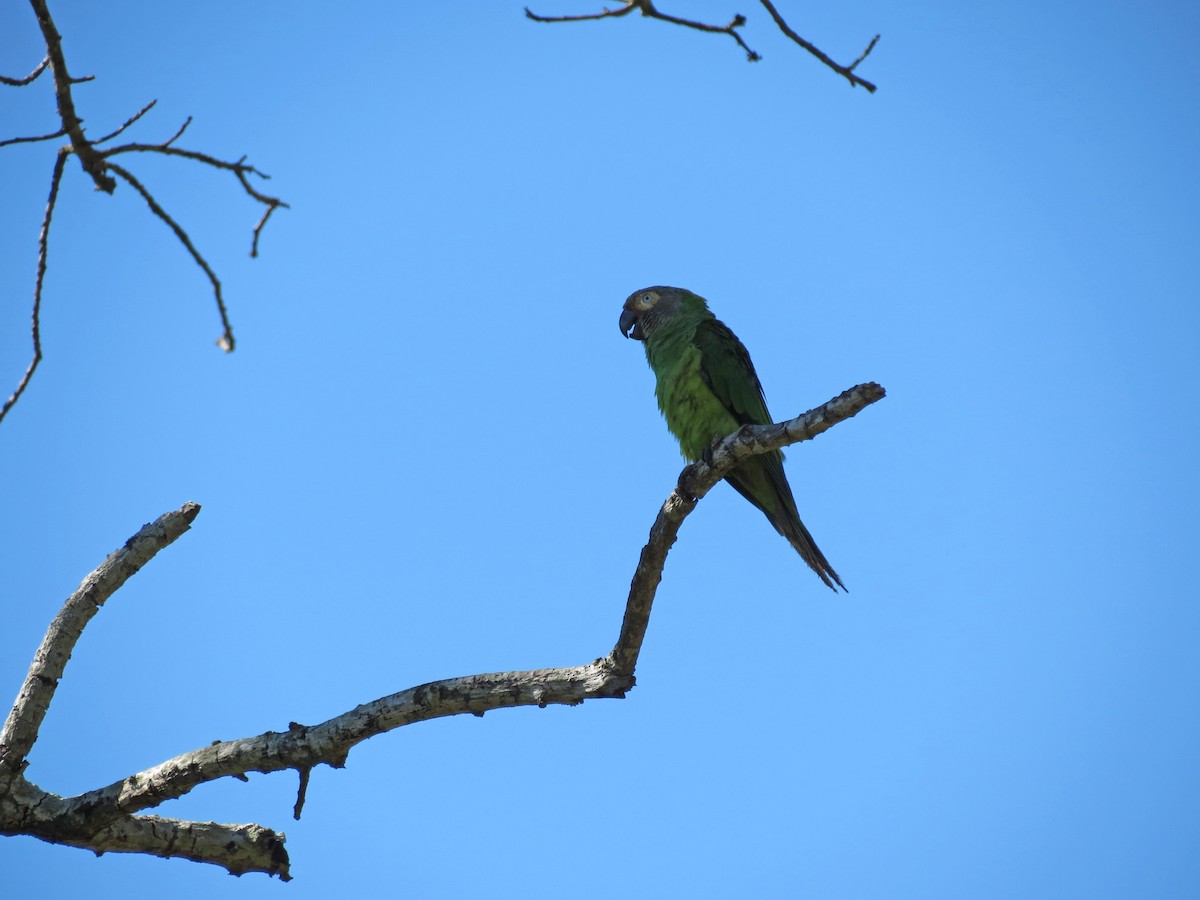 Aratinga Cabecifusca - ML517183541