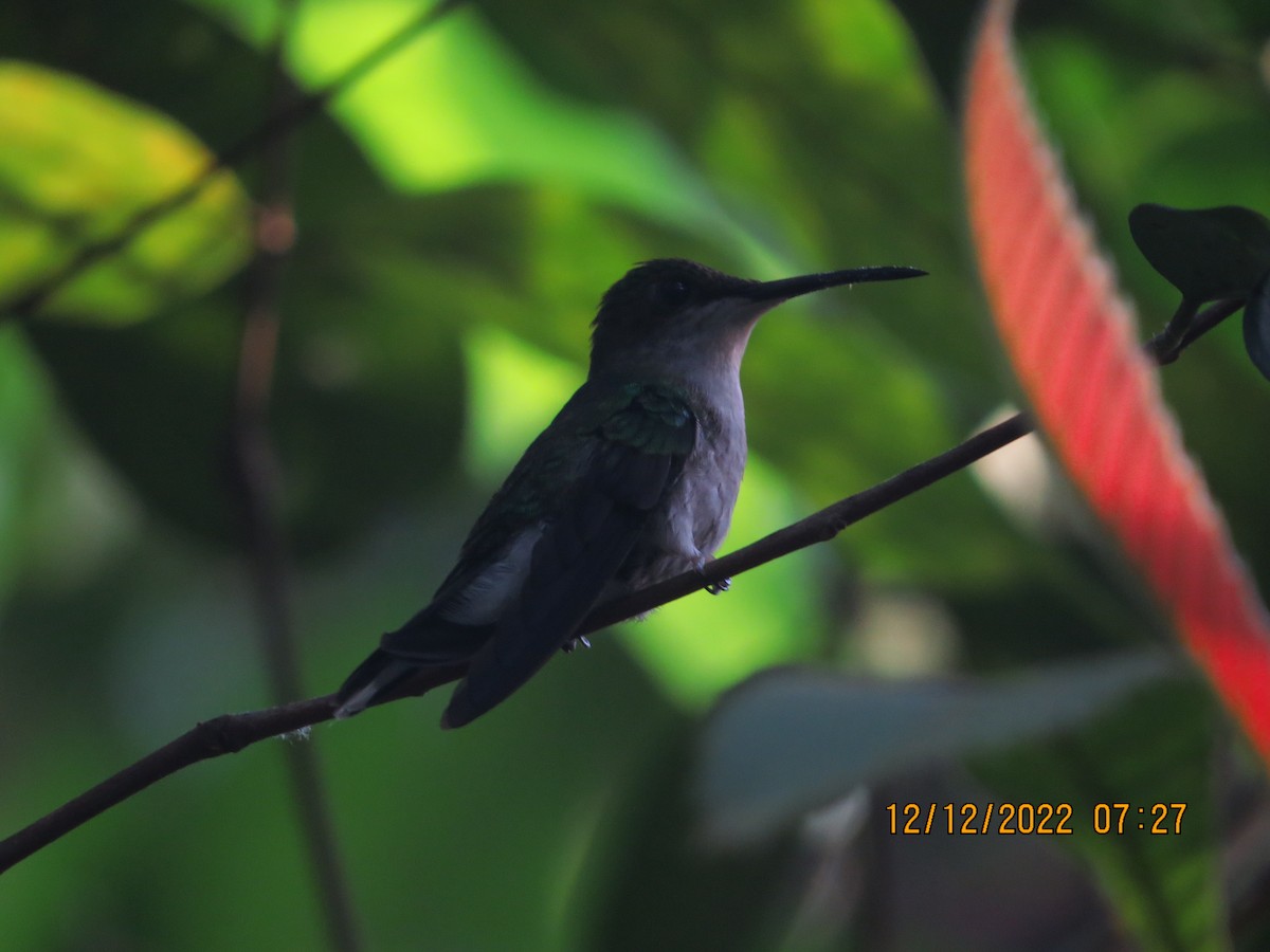 kolibřík nymfový - ML517183961