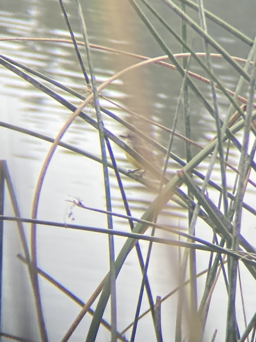 Tropical Kingbird - ML517184131