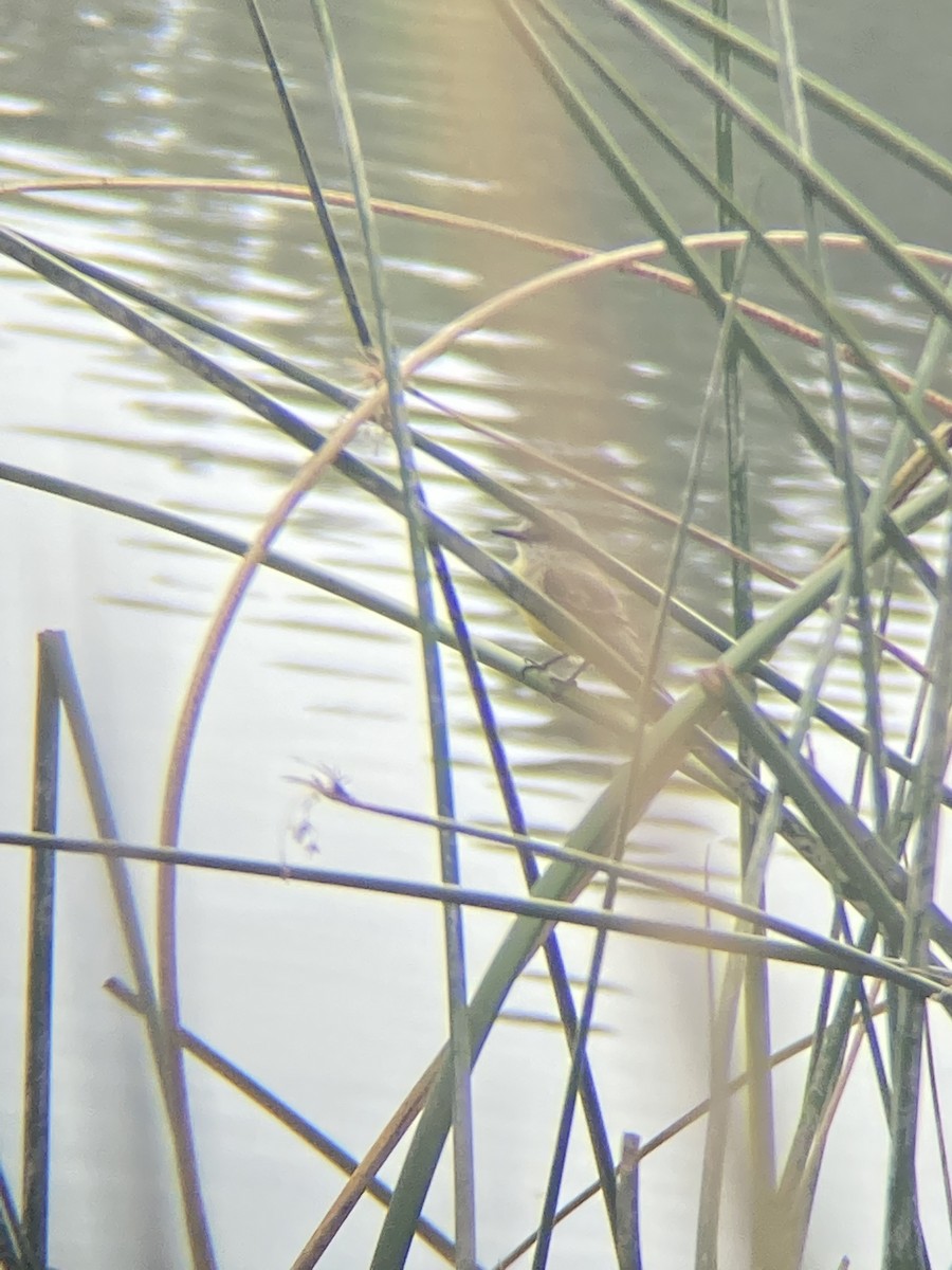 Tropical Kingbird - ML517184151