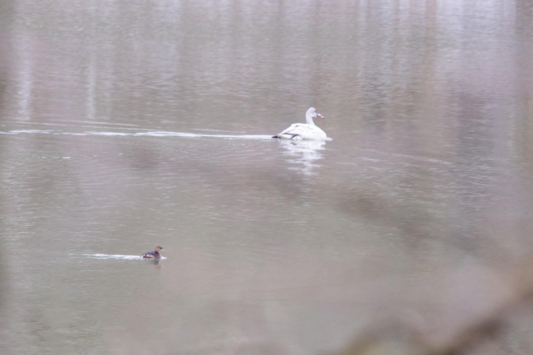 Tundra Swan - ML517184801