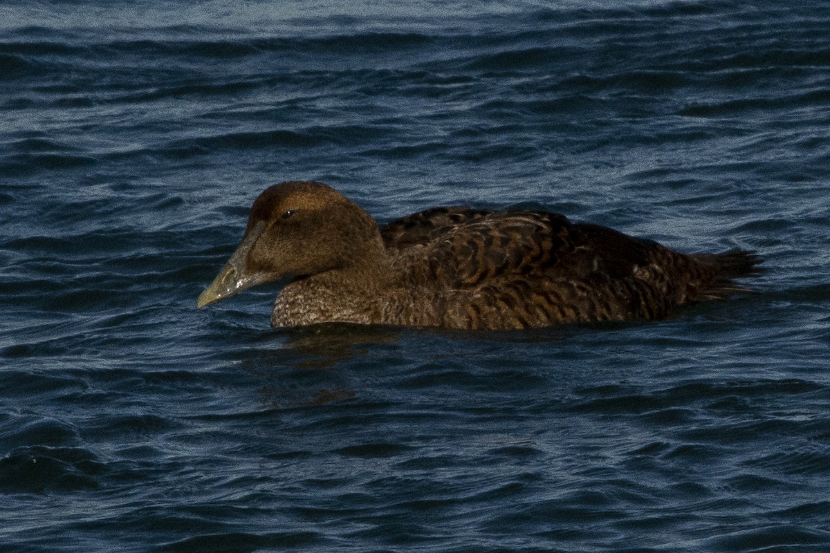 Common Eider - ML517185831