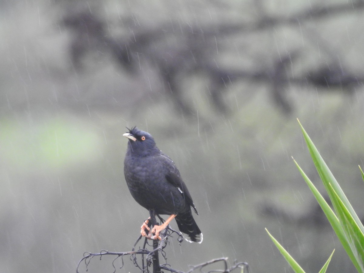 Crested Myna - ML517187541