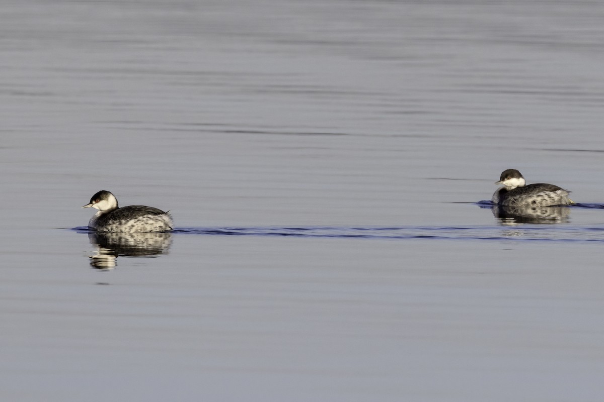 Horned Grebe - ML517188251