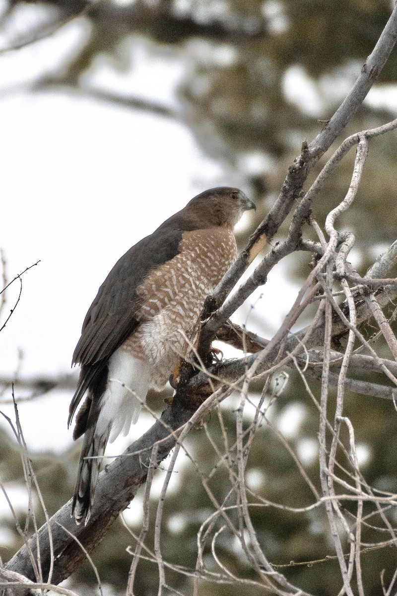 Cooper's Hawk - ML517188611