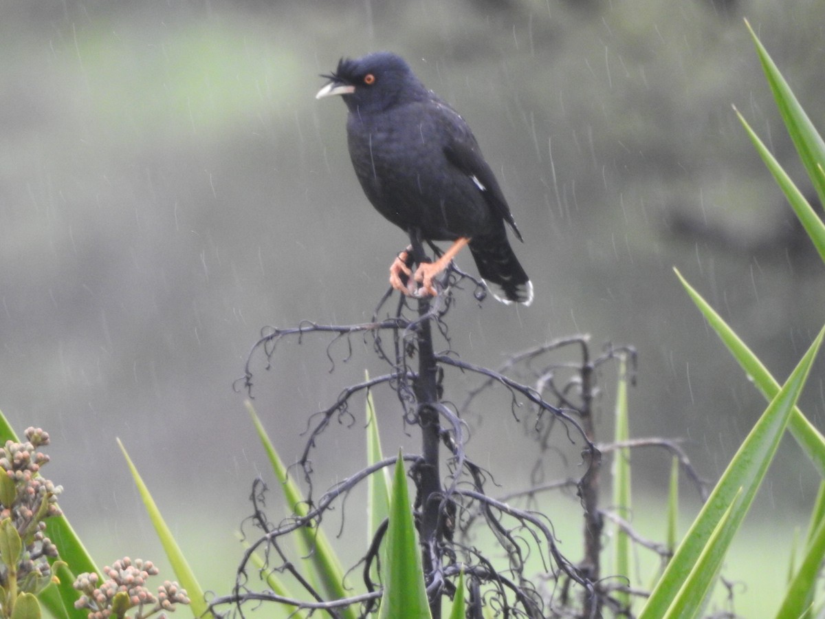 Crested Myna - ML517189931