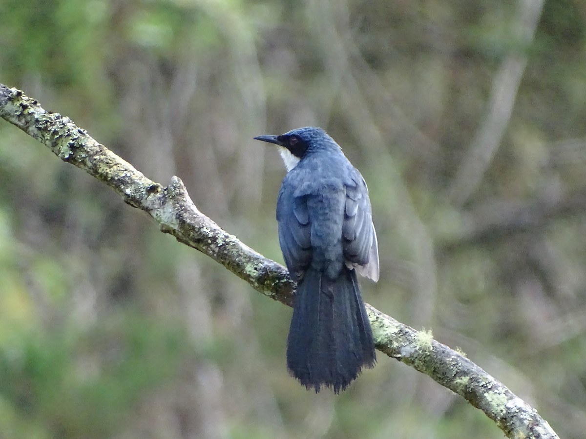 Blue-and-white Mockingbird - ML51719181