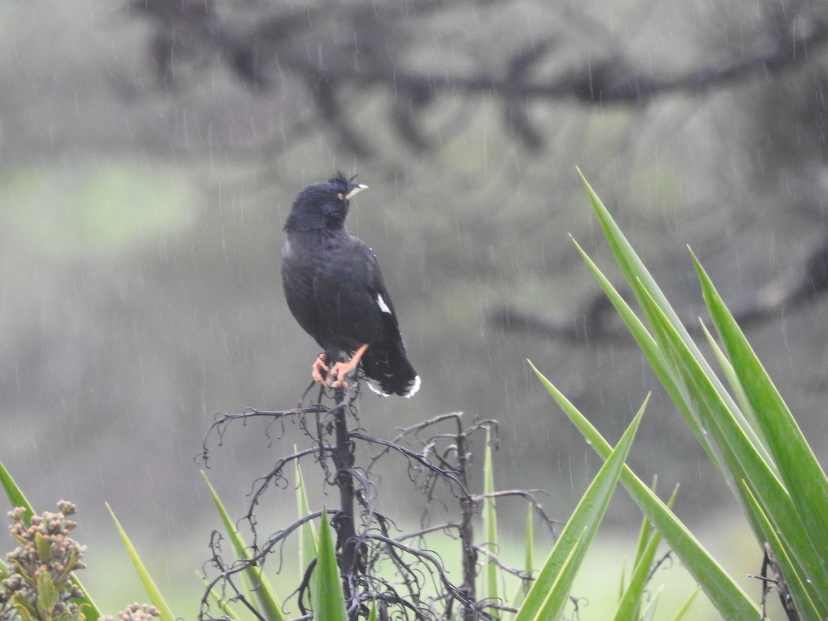 Crested Myna - ML517192841