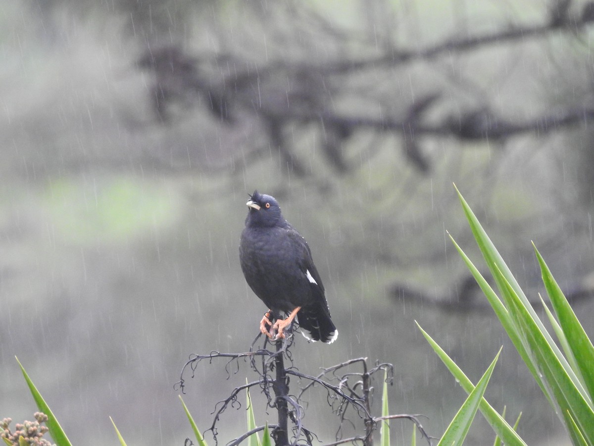 Crested Myna - ML517195321