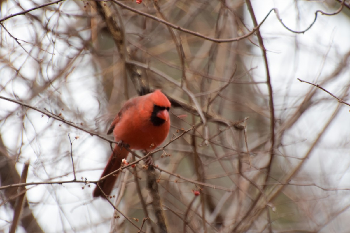 Cardinal rouge - ML51719551