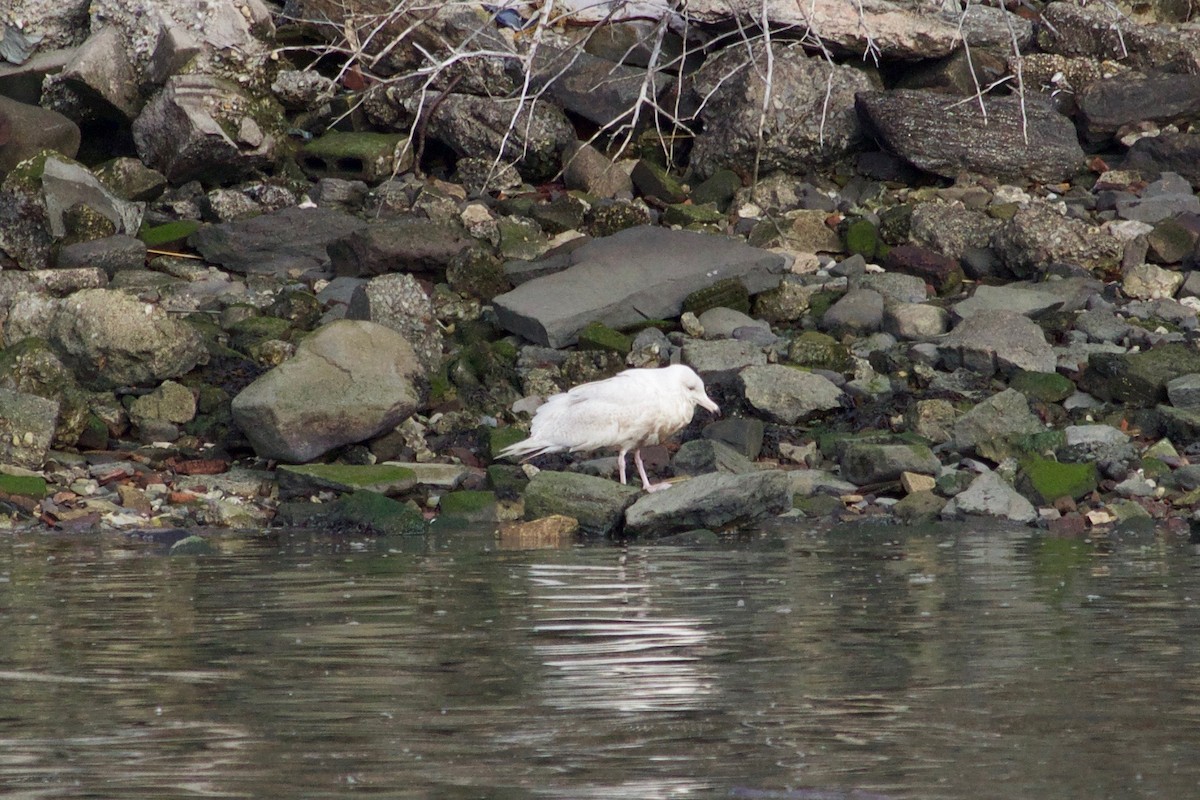 Glaucous Gull - ML517195601