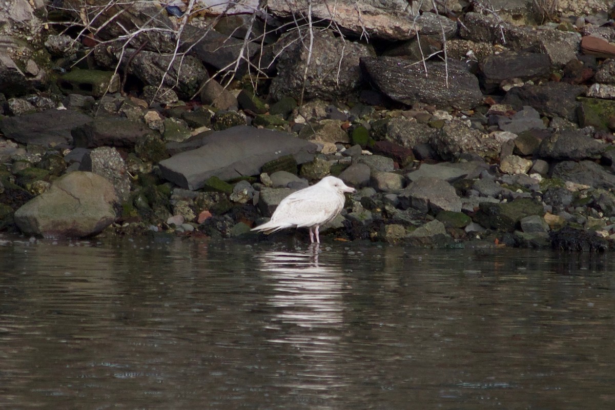 Glaucous Gull - ML517195621