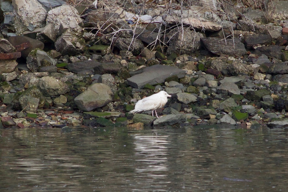 Glaucous Gull - ML517195641