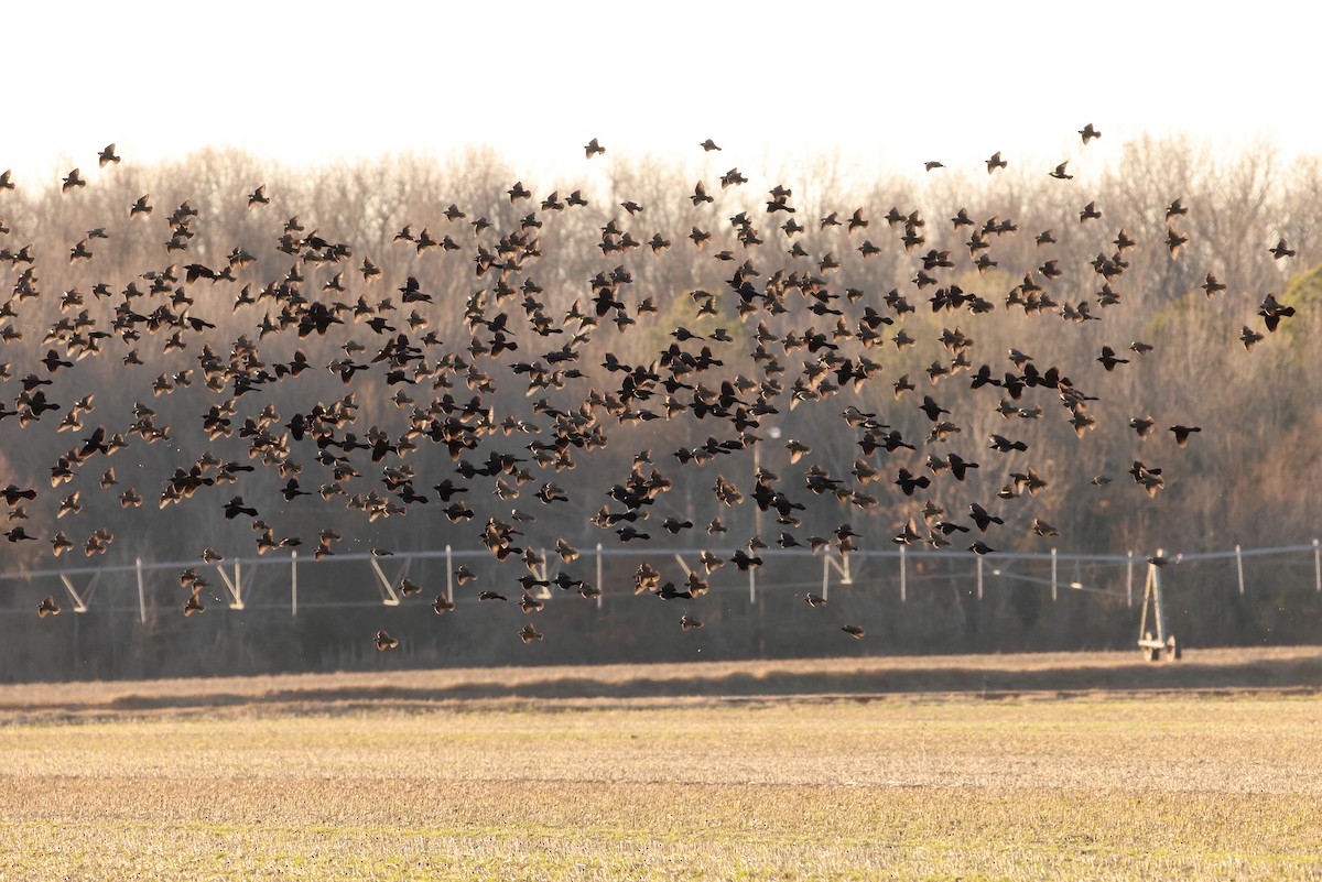 Common Grackle - ML517195891