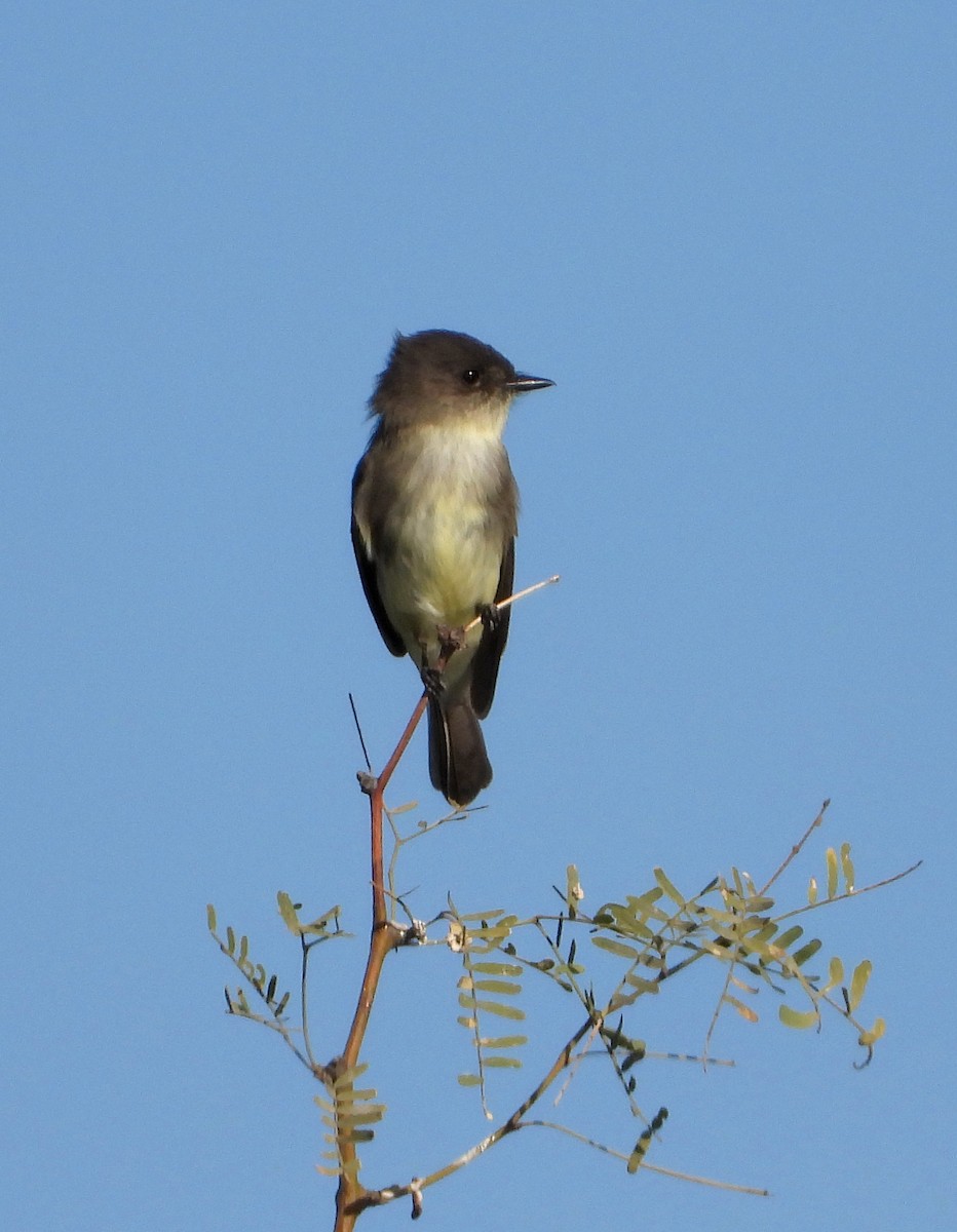 Eastern Phoebe - Mary Tannehill