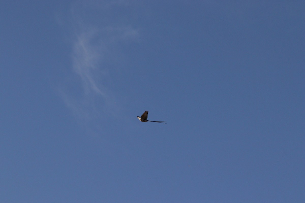Fork-tailed Flycatcher - ML517196941