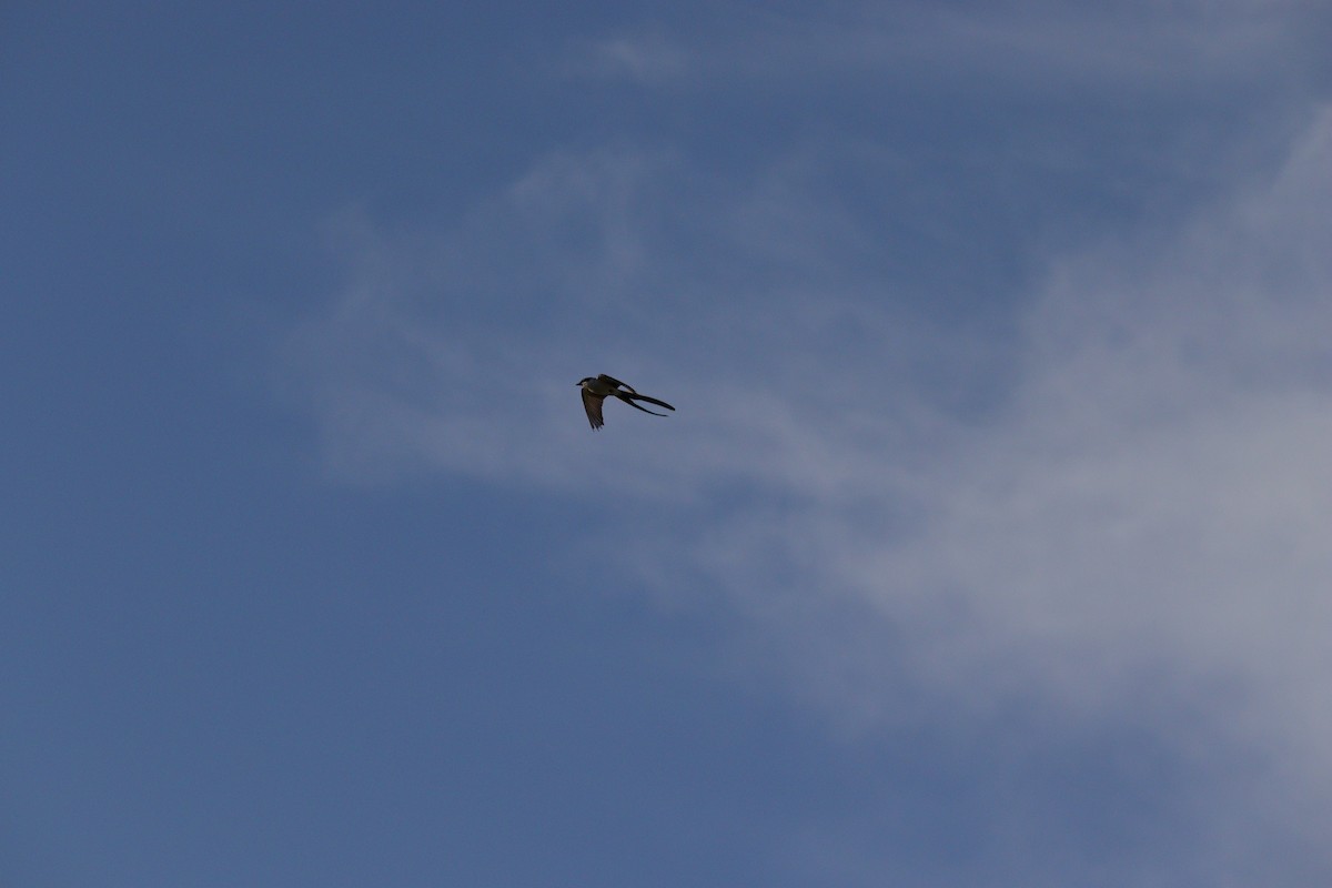 Fork-tailed Flycatcher - ML517196951