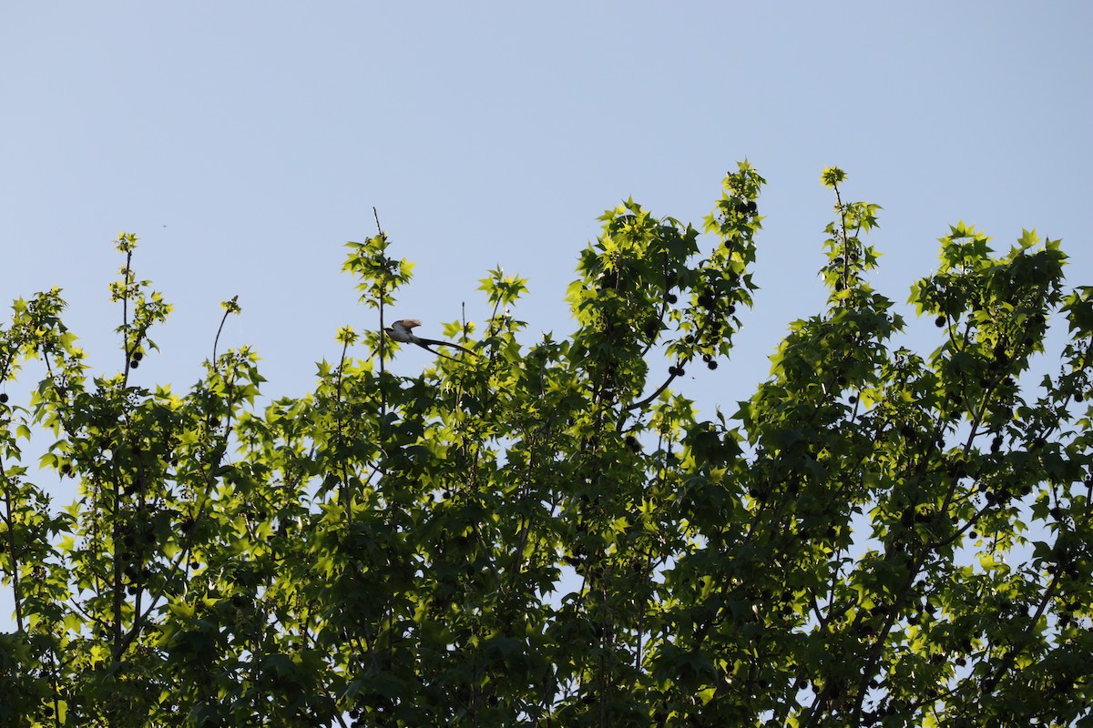 Fork-tailed Flycatcher - ML517196961