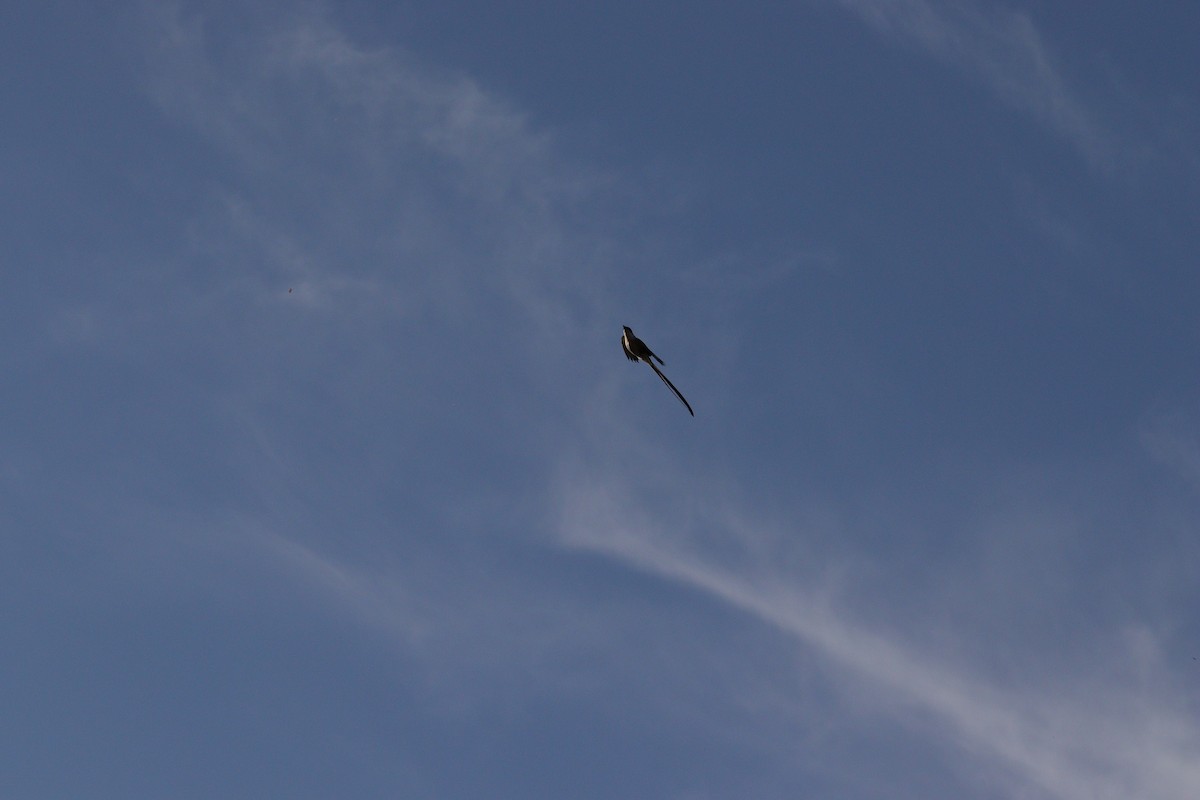 Fork-tailed Flycatcher - ML517196971