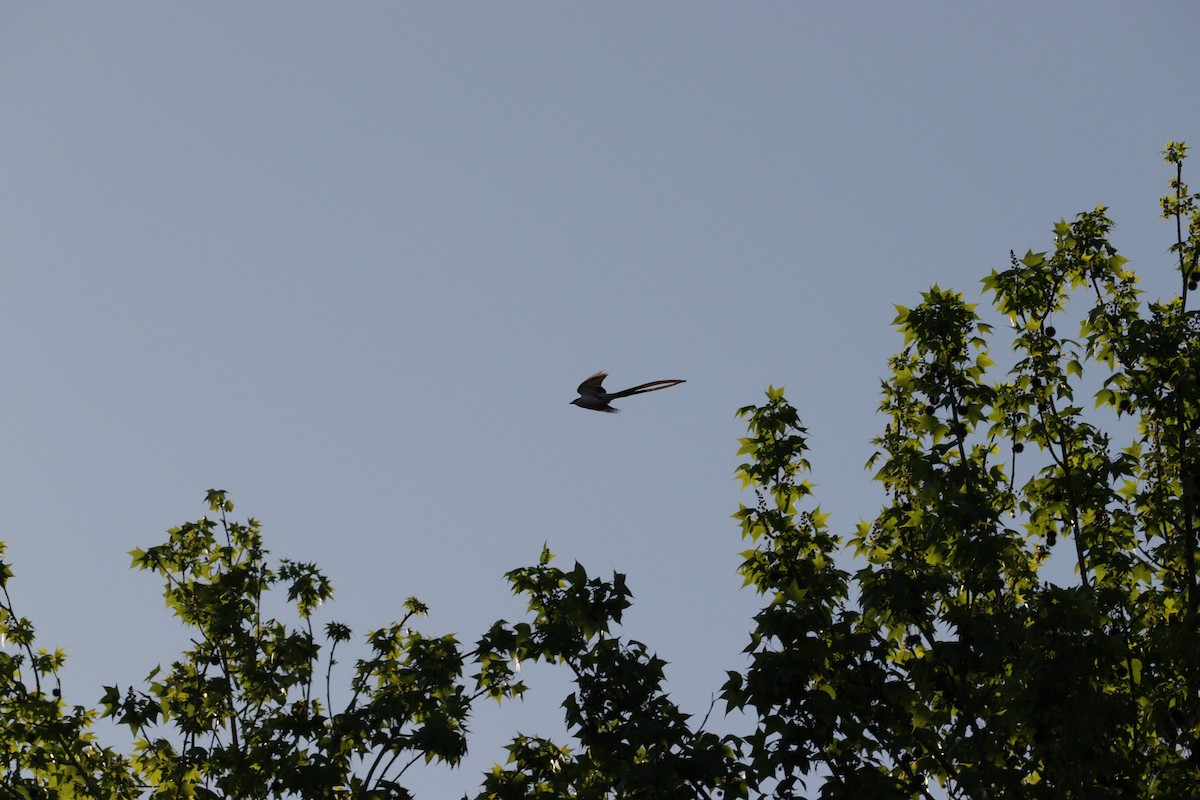 Fork-tailed Flycatcher - ML517196981