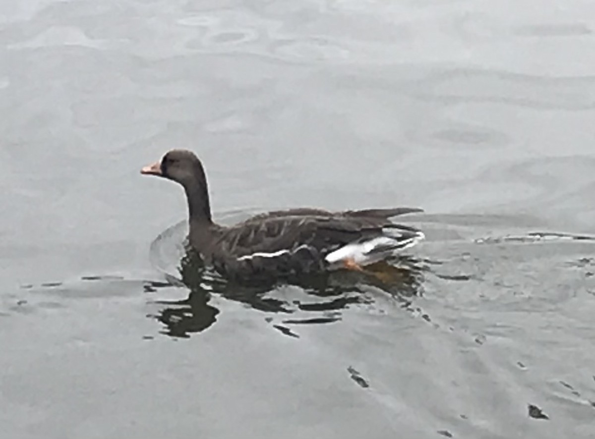 Greater White-fronted Goose - ML517197771