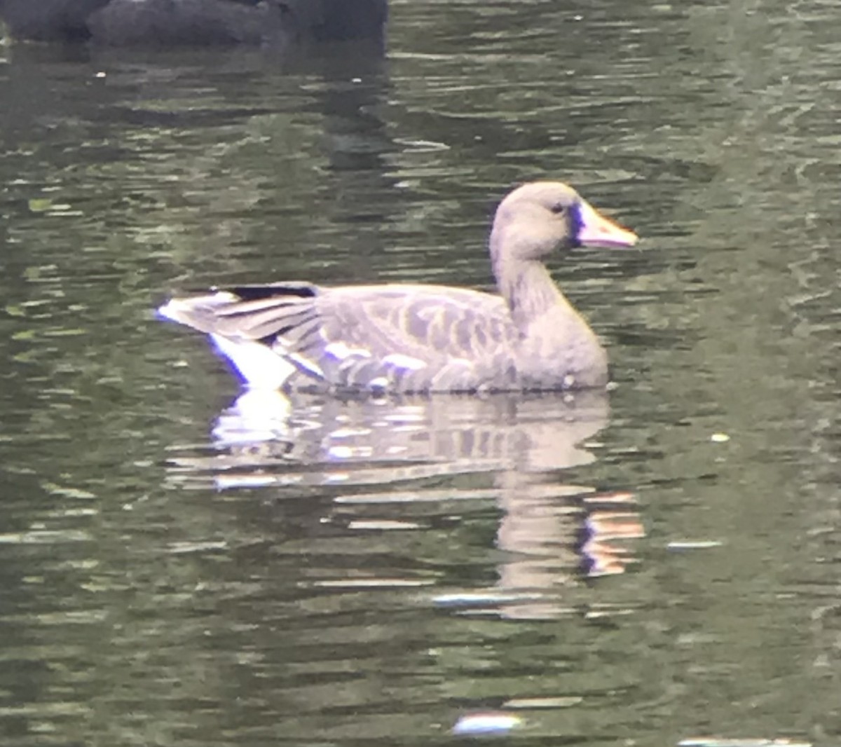 Greater White-fronted Goose - ML517197781