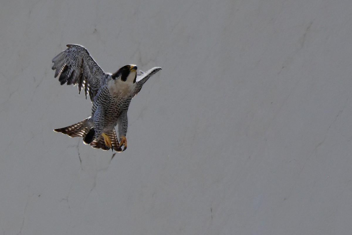 Peregrine Falcon - Ubaldo Bergamim Filho