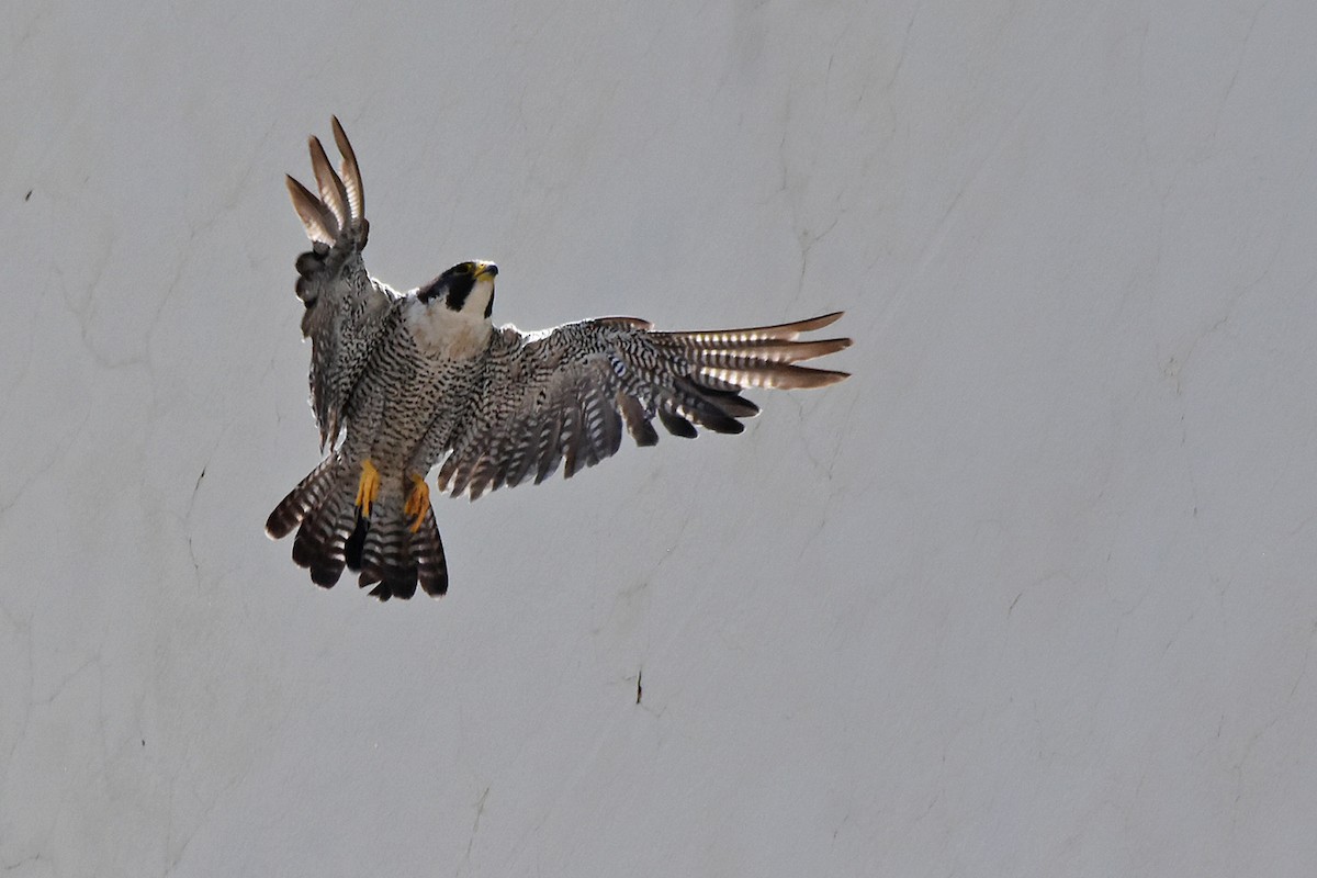 Peregrine Falcon - Ubaldo Bergamim Filho