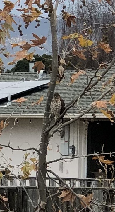 Cooper's Hawk - ML517200761