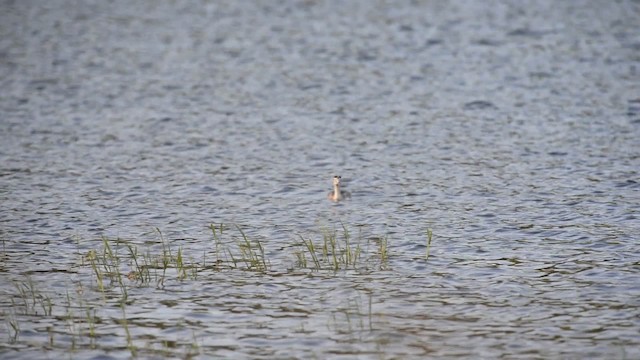 Great Crested Grebe - ML517202